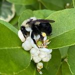 Teri Harmon - @simplyhomemadeandhomegrown_ - Instagram