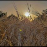 @teri_hat_field - Instagram