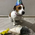 @teri_jack_russel - Instagram