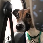 Teri - @teri_jack_russell_terrier - Instagram