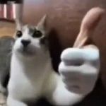 Cinn__ - @mr_terika_knutson - Instagram