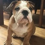 Terri Langley - @terribrilang - Instagram