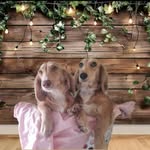 Happy Hotdogs - @mia.teri.mackenzie - Instagram