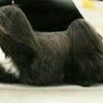 teri mcallister - @lhasaapso10 - Instagram