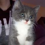 Teri Norman - @poshandpineapple2cutecats - Instagram