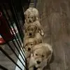 Terisa Pollock - @terisa.pollock - TikTok