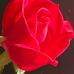 Terry Rapp - Facebook