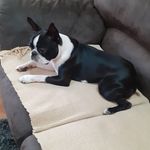 ReX - @bostonski_terijer_rex - Instagram