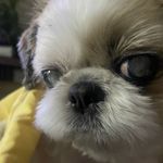 테리 일상 기록🐶 - @teriring12 - Instagram
