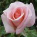 Teri Ring - Facebook