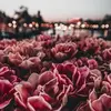 teriroe - @illljjiiii - TikTok