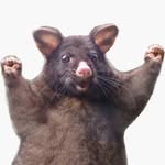 Teri Ross - @positive_possum_unhinged - Instagram