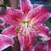 Terri Sigler - Facebook