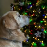 Terri Talbot - @archietherapydog - Instagram
