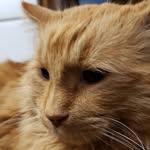 Teri - @terivoss2 - Instagram