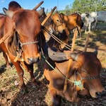 A Terra do Carro de Bois - @terradocarrodeboisgeru - Instagram