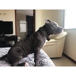 Terra Urquizo Castro🐶 - @eldiariodeterra - Instagram