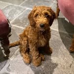 Sam - @terrahawk - Instagram