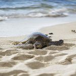 Photographer (big island) Terra Tuttle Hicks - @earths_island_photography - Instagram