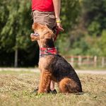 TERRAHUNT - @airedale_terrahunt - Instagram