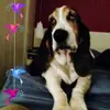 André Terra - @andrelambertterra - TikTok
