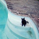 Terra Payne - @jelly_elly_cat - Instagram