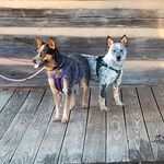 Terra Rollins - @the.life.of.pen.and.jax - Instagram