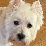 Terra Rose The Westie - @terrarose_westie_girl - Instagram