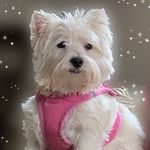 Terra Rose the Westie - @terra_rose_the_westie - Instagram