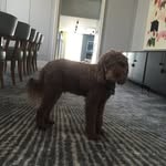 Lucas's Dog - @terra_simon_ - Instagram