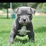 Terrell Austin - @terrellaustin8525 - Instagram