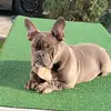 TerrellBooker013 - @game_bred_bullies - TikTok