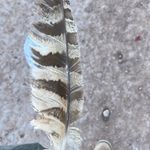Terrell - @terrell.fox24 - Instagram