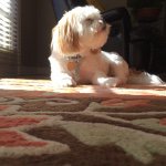 Hi🐶Im Cody Terrell Gordon👋 - @codythecuriousdog - Instagram