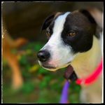 Terrell Hart - @bowwowpetspecialists - Instagram