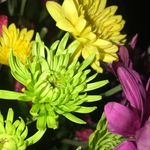 Terrell High School - @gardenclub_ths - Instagram