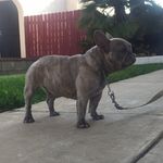Terrell Holmes ▪️Hobby Breeder - @gold_medal_ribbons_lilacgucci - Instagram
