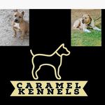 Terrell Marion - @caramelkennels - Instagram