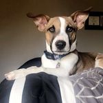 Terrell Myles Davis 🐾 - @terrell.thedenverpitcorgi - Instagram