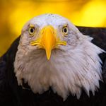 Terrell Webb - @terrell.webb.737 - Instagram