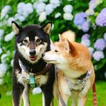 平平無奇嘅兩隻柴犬🐕🐈‍⬛ - @terrence_adrian_1105 - Instagram
