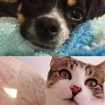 Terrence , Pipoca & Harvey - @amo_resmeus - Instagram
