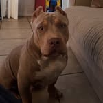 Terrence Hicks - @huddlenz_bully_kamp - Instagram
