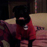 Jax Terrence Kim - @jaxkimthepug - Instagram