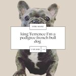 Terrence London - @kingterrencethefrenchbulldog - Instagram