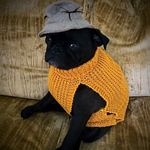 Teddy aka Terrence Mahanalan - @pugley.harrison - Instagram