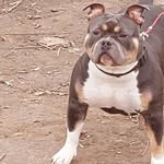 Terrence Queen - @lpcitybullies - Instagram