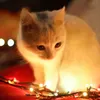 Ron Ron - @ray.terrence.3_1985 - TikTok