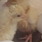 Terrence Samuel - @terrencethechicken - Instagram