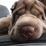 Terrence The Sharpei - @terrencethesharpei - Instagram